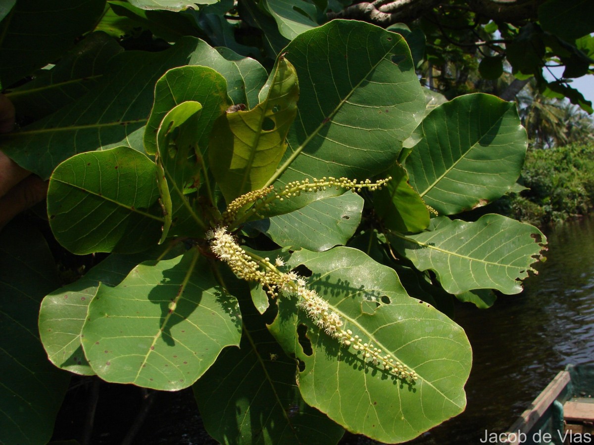 Terminalia catappa L.
